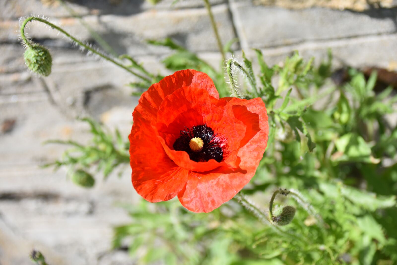 Nikon D5600 sample photo. Poppy, flower, red photography