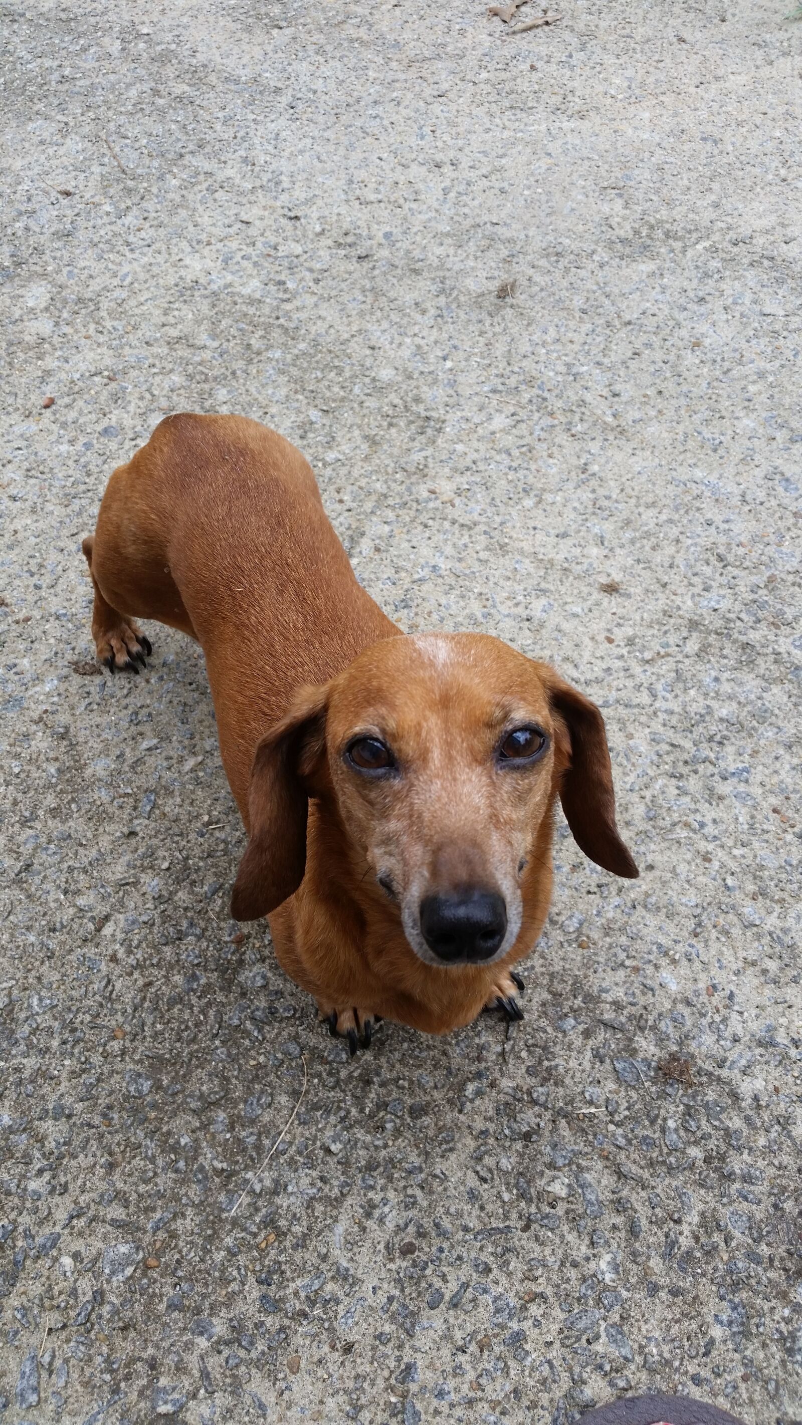 Samsung Galaxy S5 sample photo. Dachshund, dog, adorable photography