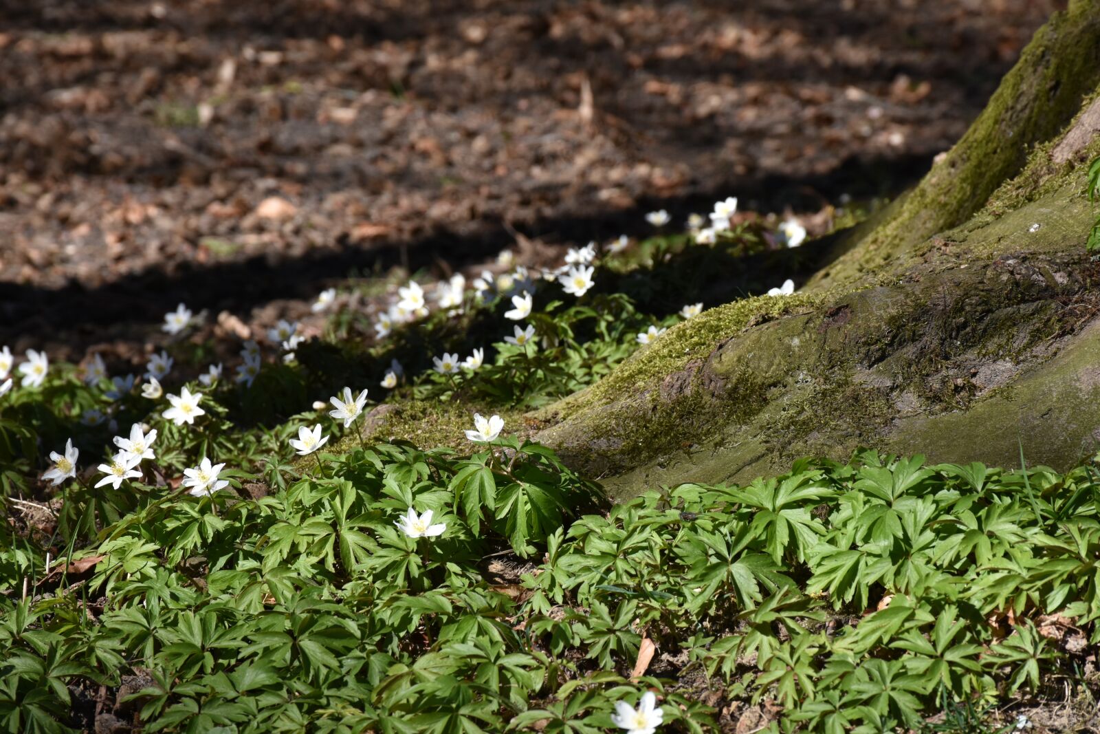Nikon D7200 sample photo. Log, root, spring photography