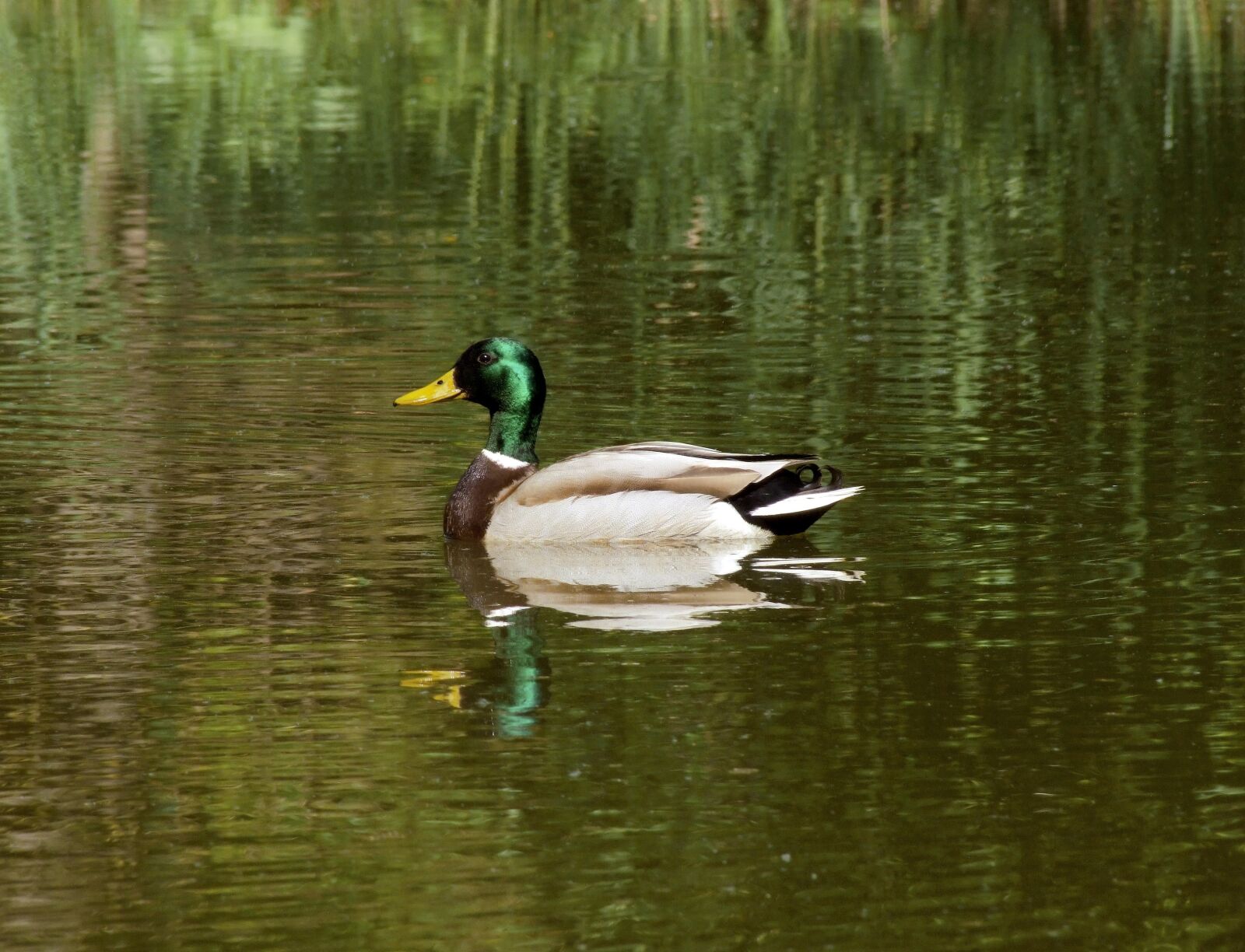 Fujifilm FinePix S100fs sample photo. Wild ducks, lake, water photography