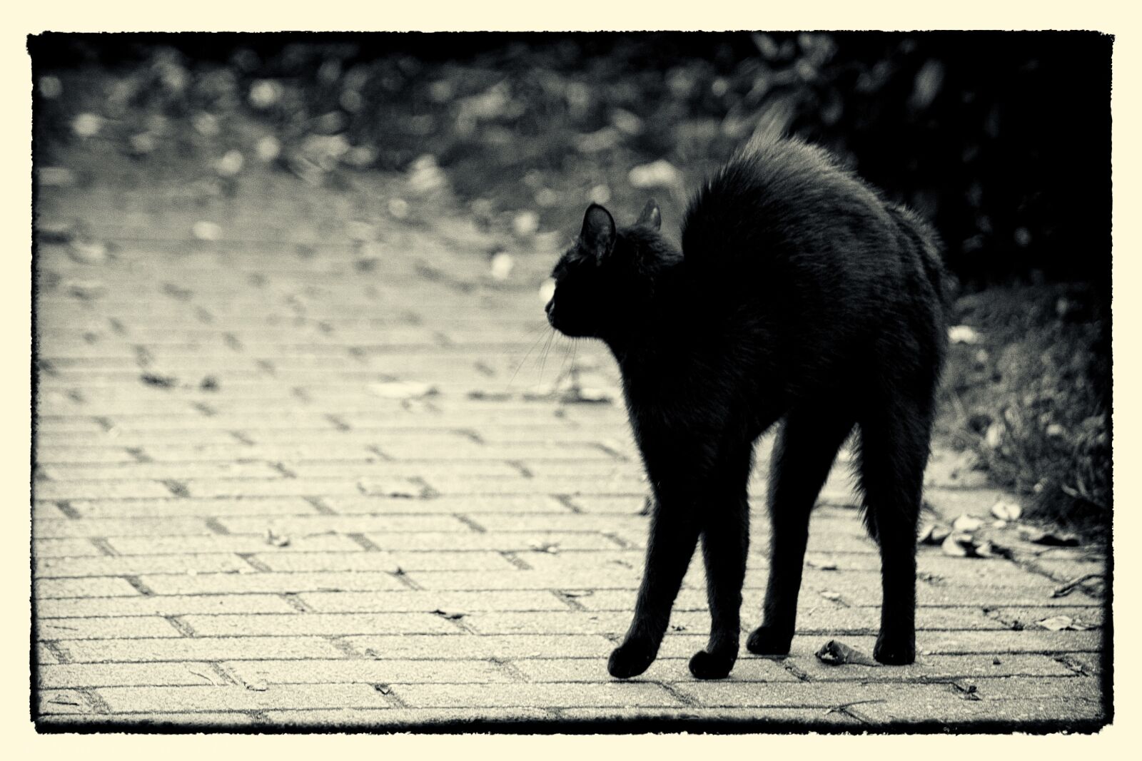 Canon EOS 40D sample photo. Friday 13, hypnosis, black cat photography