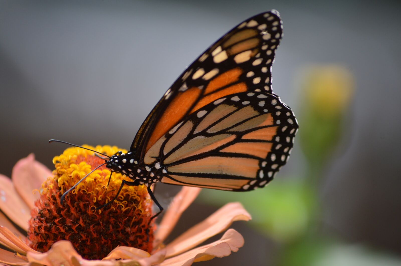 Nikon D3200 sample photo. Butterflies, flower, butterfly photography