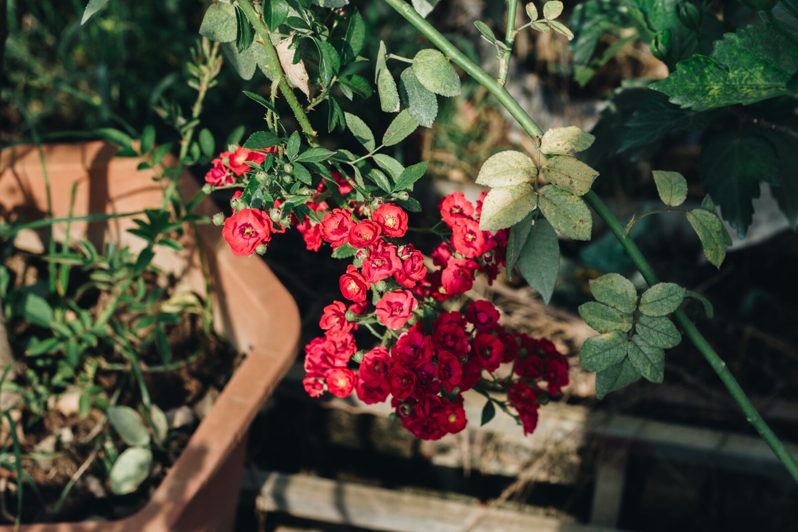 Canon EOS 700D (EOS Rebel T5i / EOS Kiss X7i) + Canon EF 50mm F1.8 II sample photo. Rose, roses, flower photography
