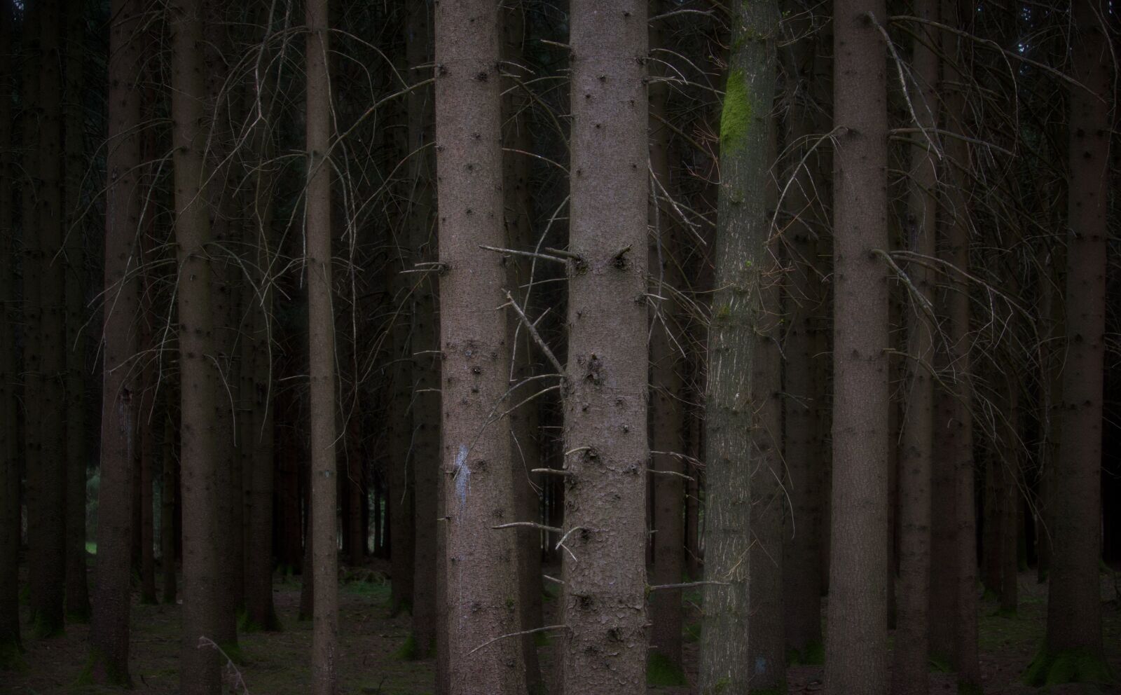 Canon EOS 77D (EOS 9000D / EOS 770D) sample photo. Tree, forest, gloomy photography