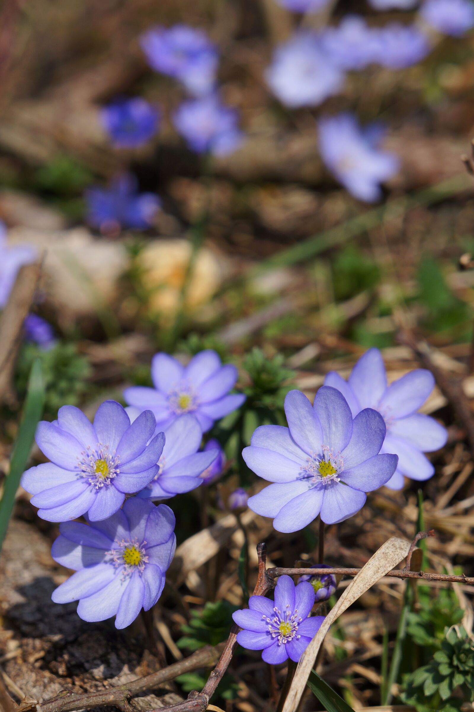 Sony Alpha NEX-5N sample photo. Flower, blue, purple photography