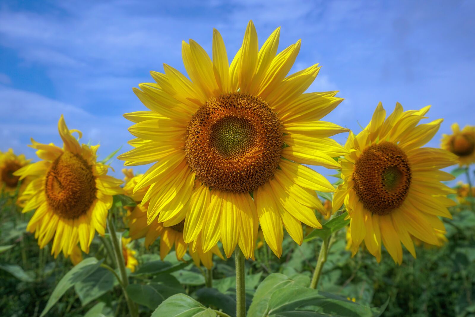 Sony a6300 sample photo. Sunflowers, yellow, bright photography