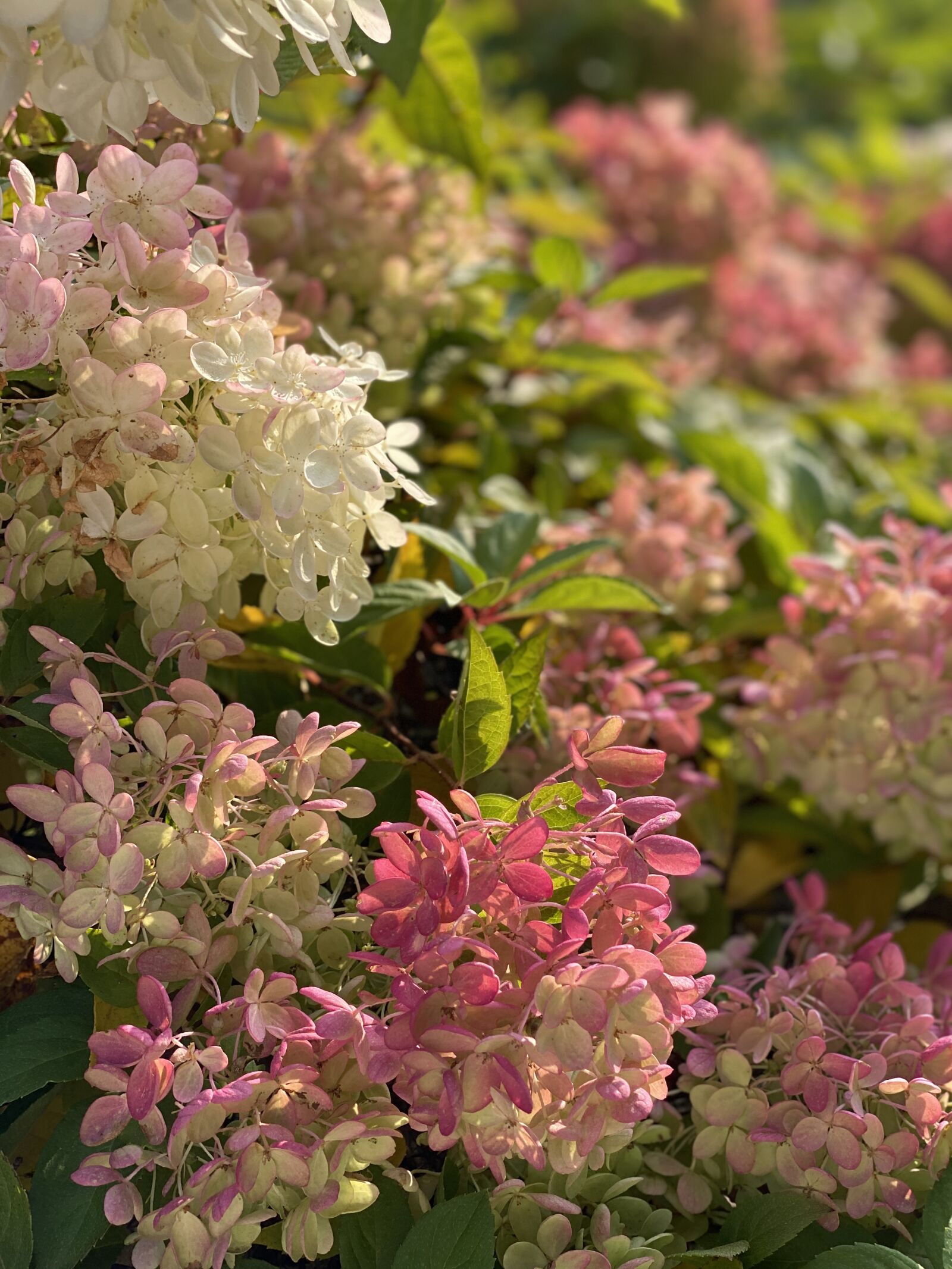 iPhone 11 Pro Max back dual camera 6mm f/2 sample photo. Hydrangea, flowering bush, colorful photography