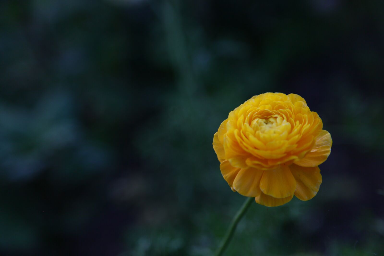 Canon EOS 5D Mark II sample photo. Flower, a yellow flower photography