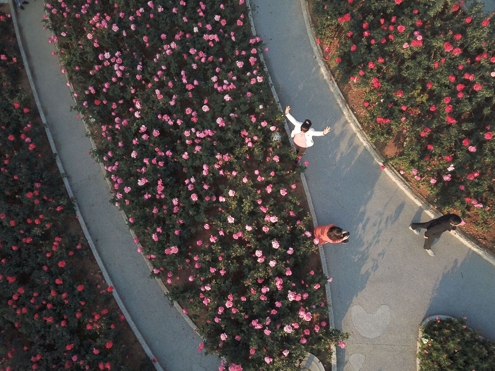 DJI FC220 sample photo