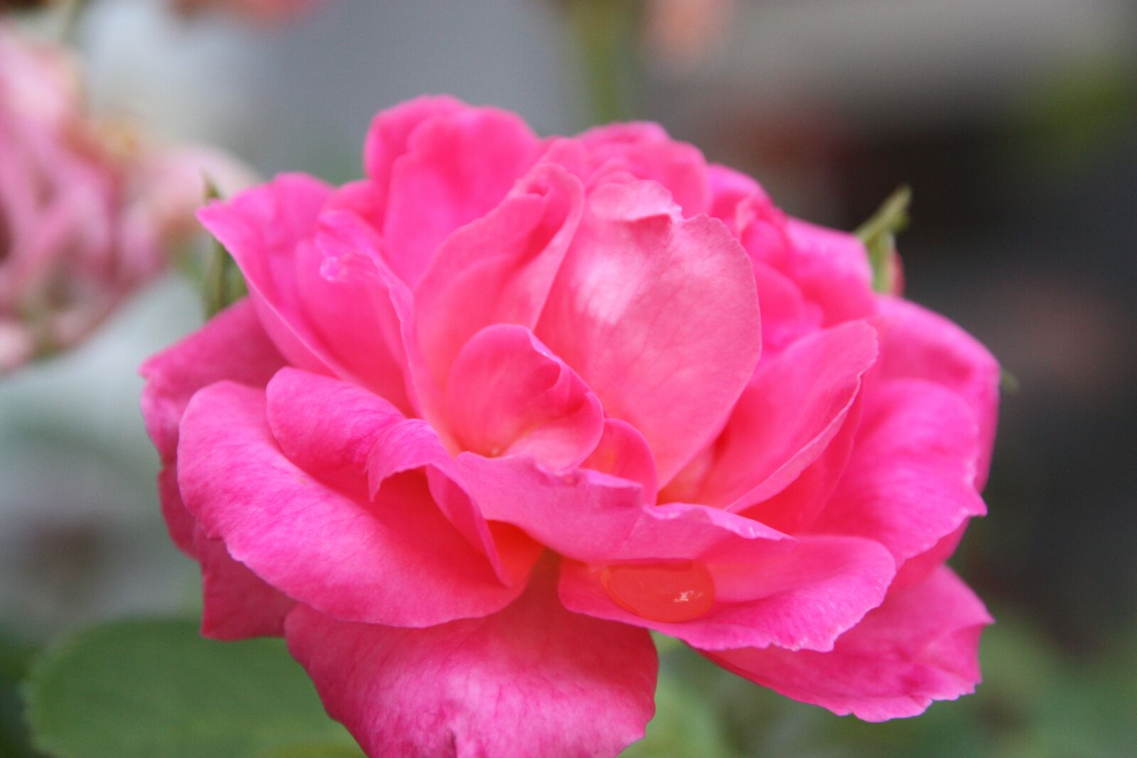 Canon EOS 450D (EOS Rebel XSi / EOS Kiss X2) sample photo. Flower, rose, blossom photography