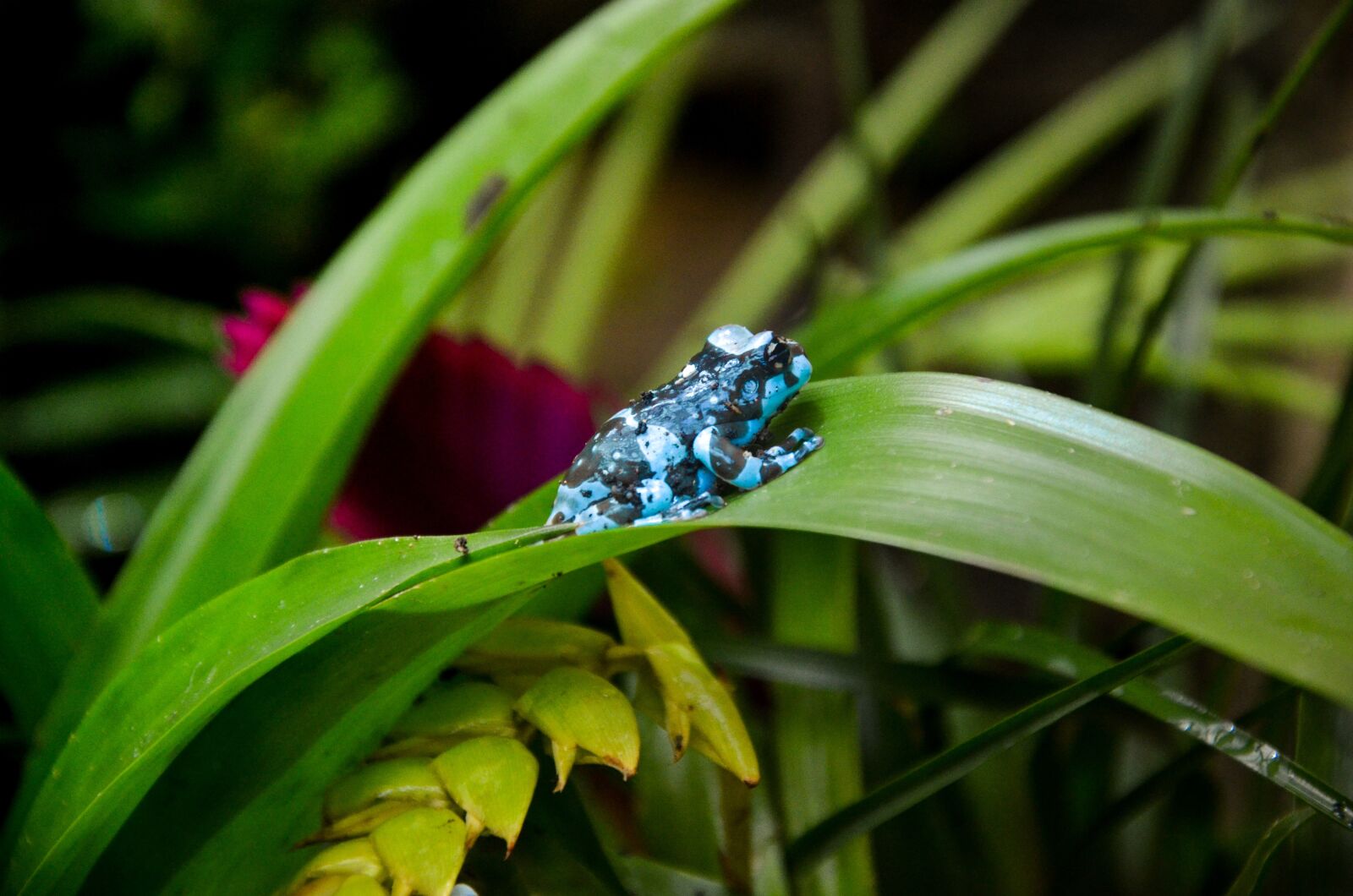 Nikon D5100 sample photo. Frog, blue, small photography