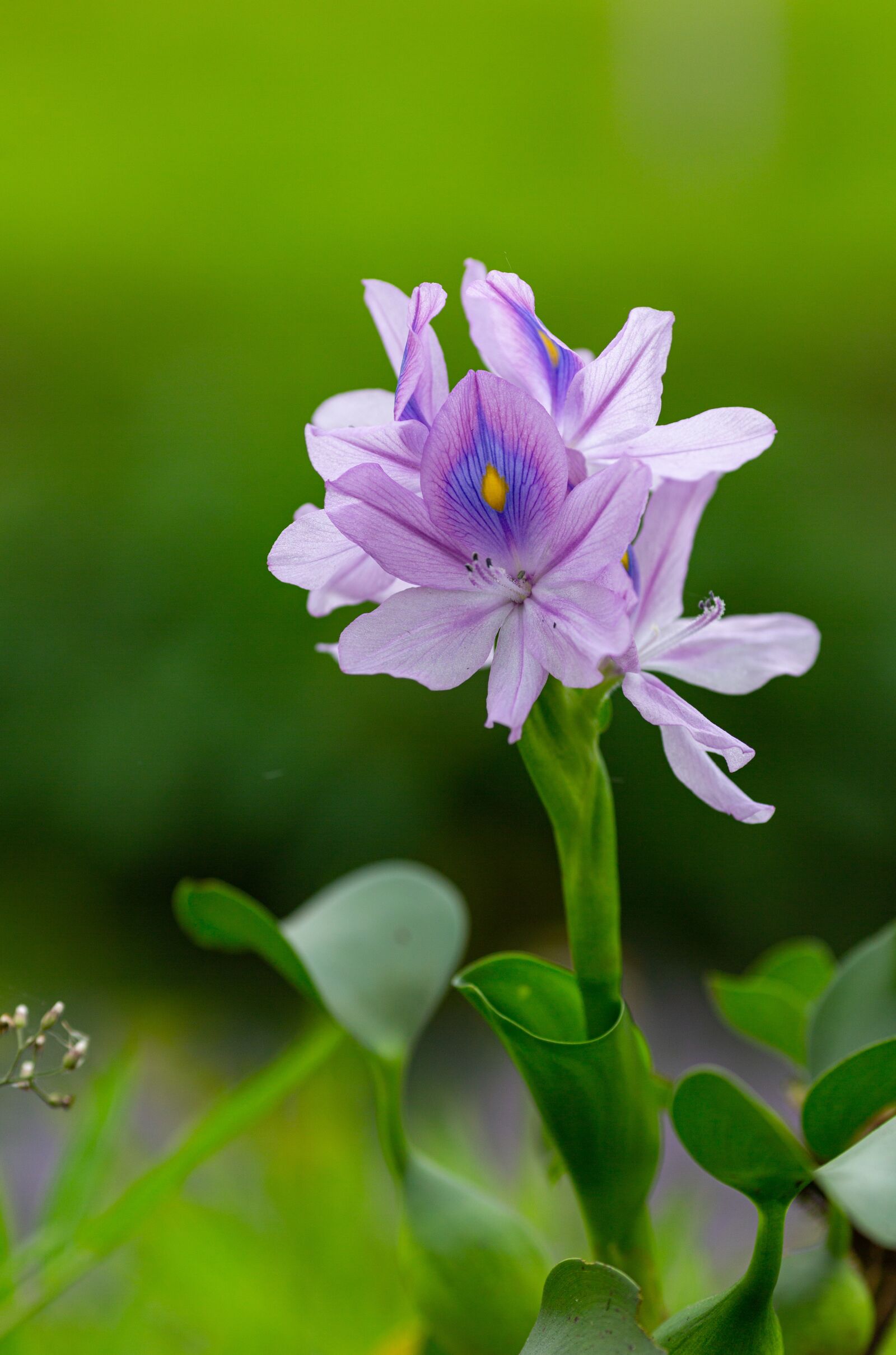 Canon EOS 5D Mark III + Canon EF 135mm F2L USM sample photo. Eichhornia crassipes, flower, ruffles photography