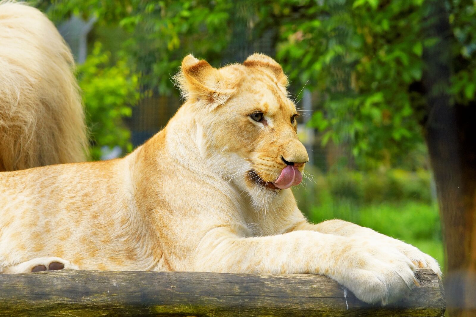Sony a99 II sample photo. Big cat, lioness, white photography