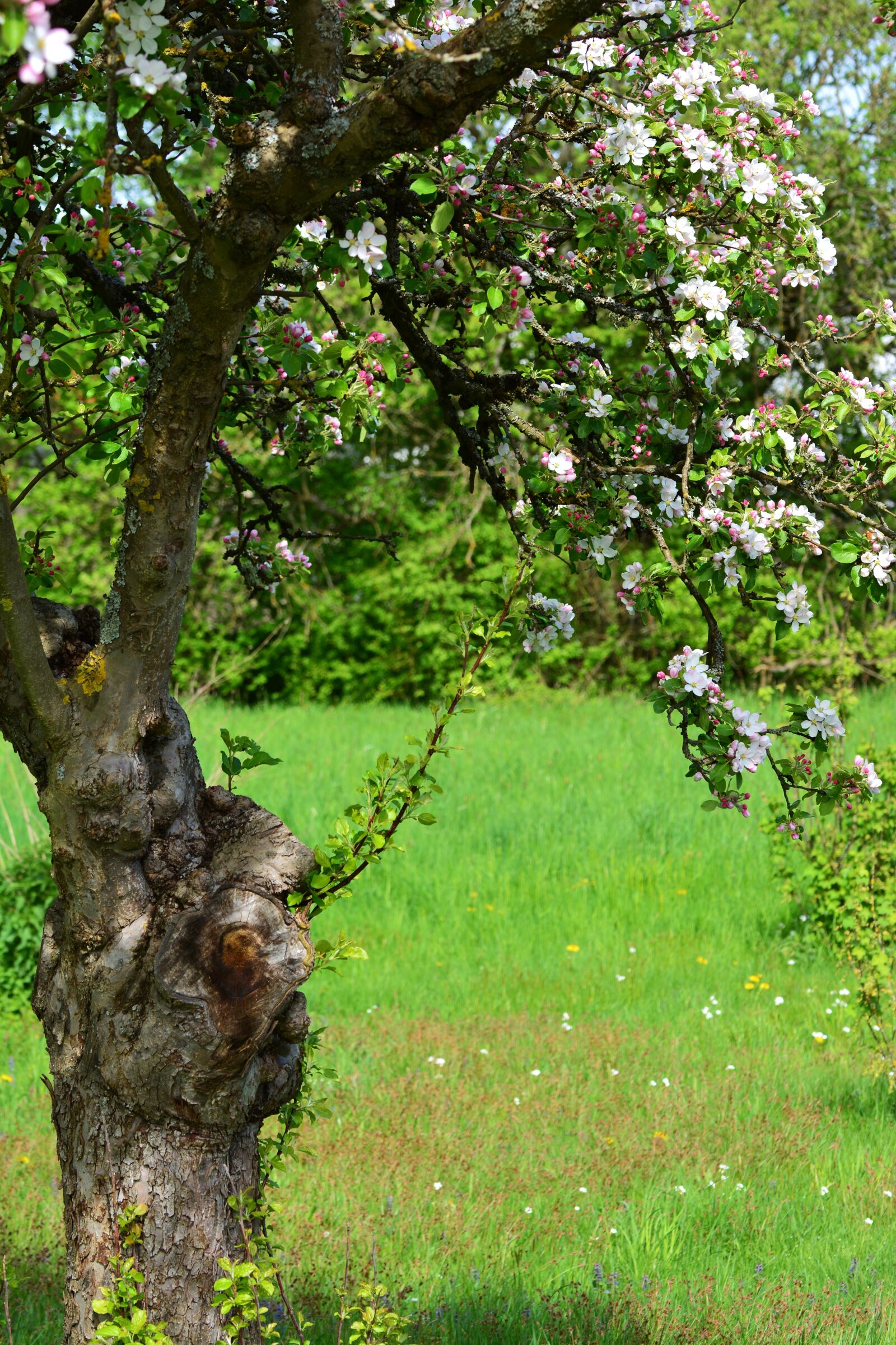 Nikon D5200 sample photo. Apple blossoms, apple tree photography