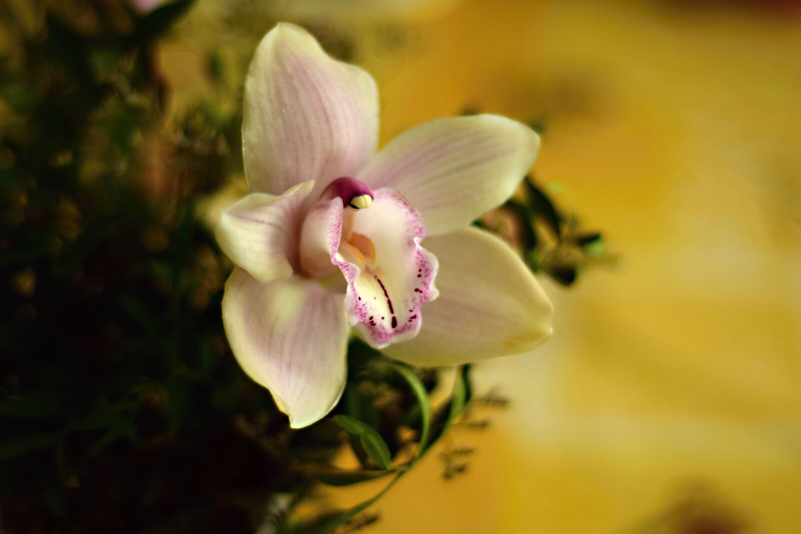 Nikon D5300 sample photo. Garden flower, lily, flower photography