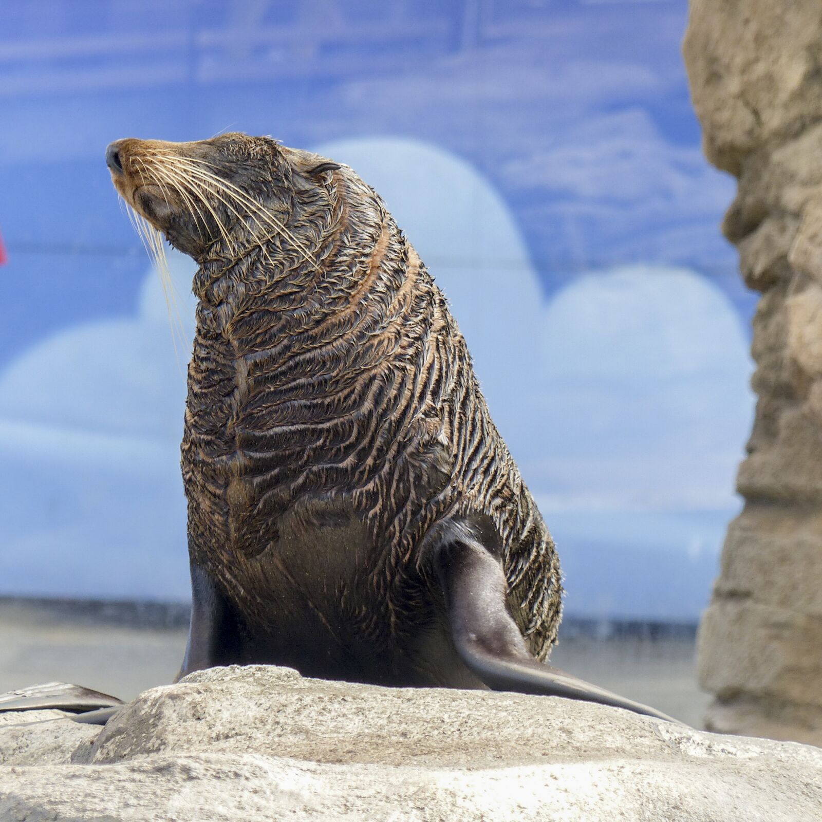 Panasonic Lumix DMC-FZ200 sample photo. New zealand fur seal photography