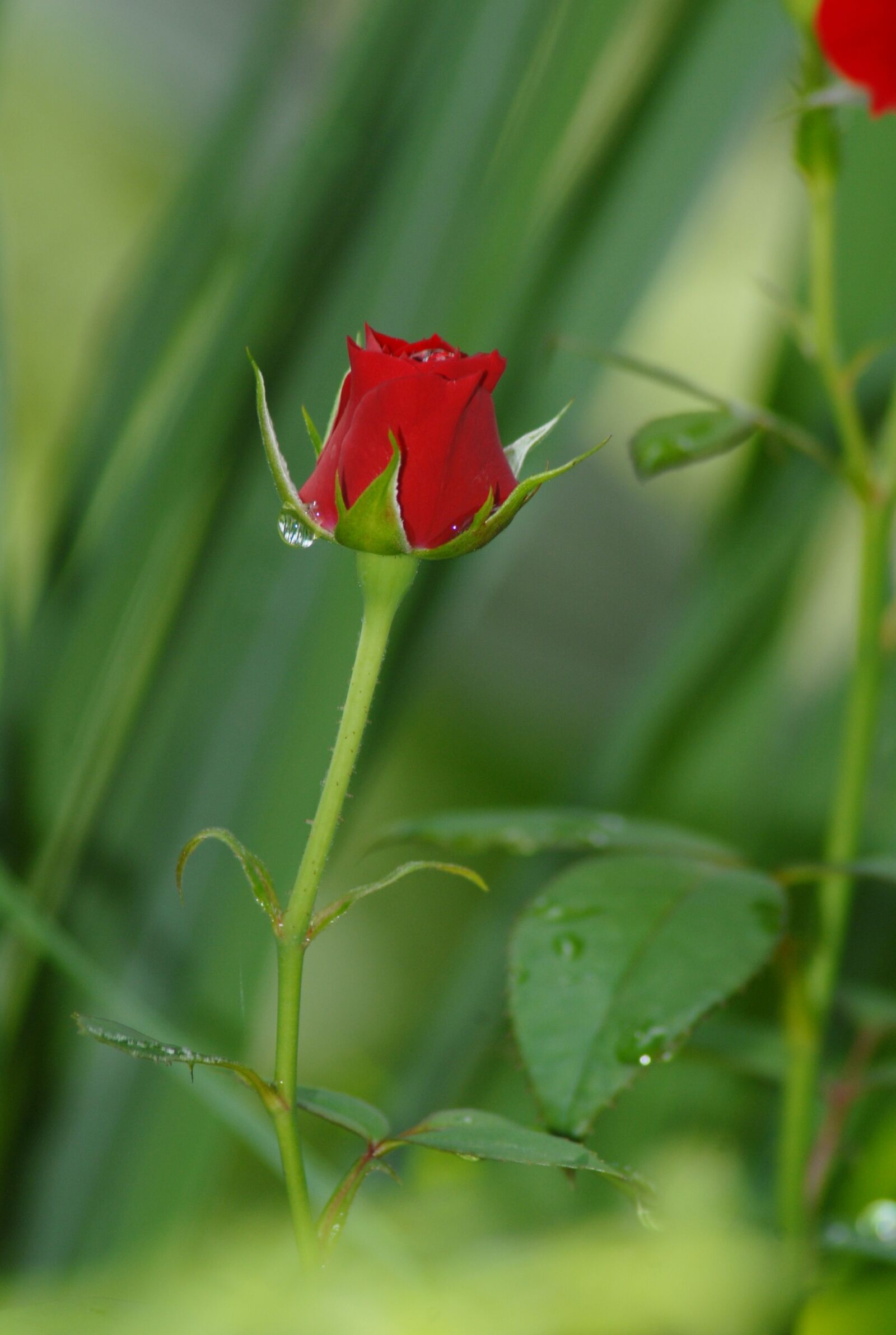 Nikon D200 sample photo. Red rose, flower, flowers photography