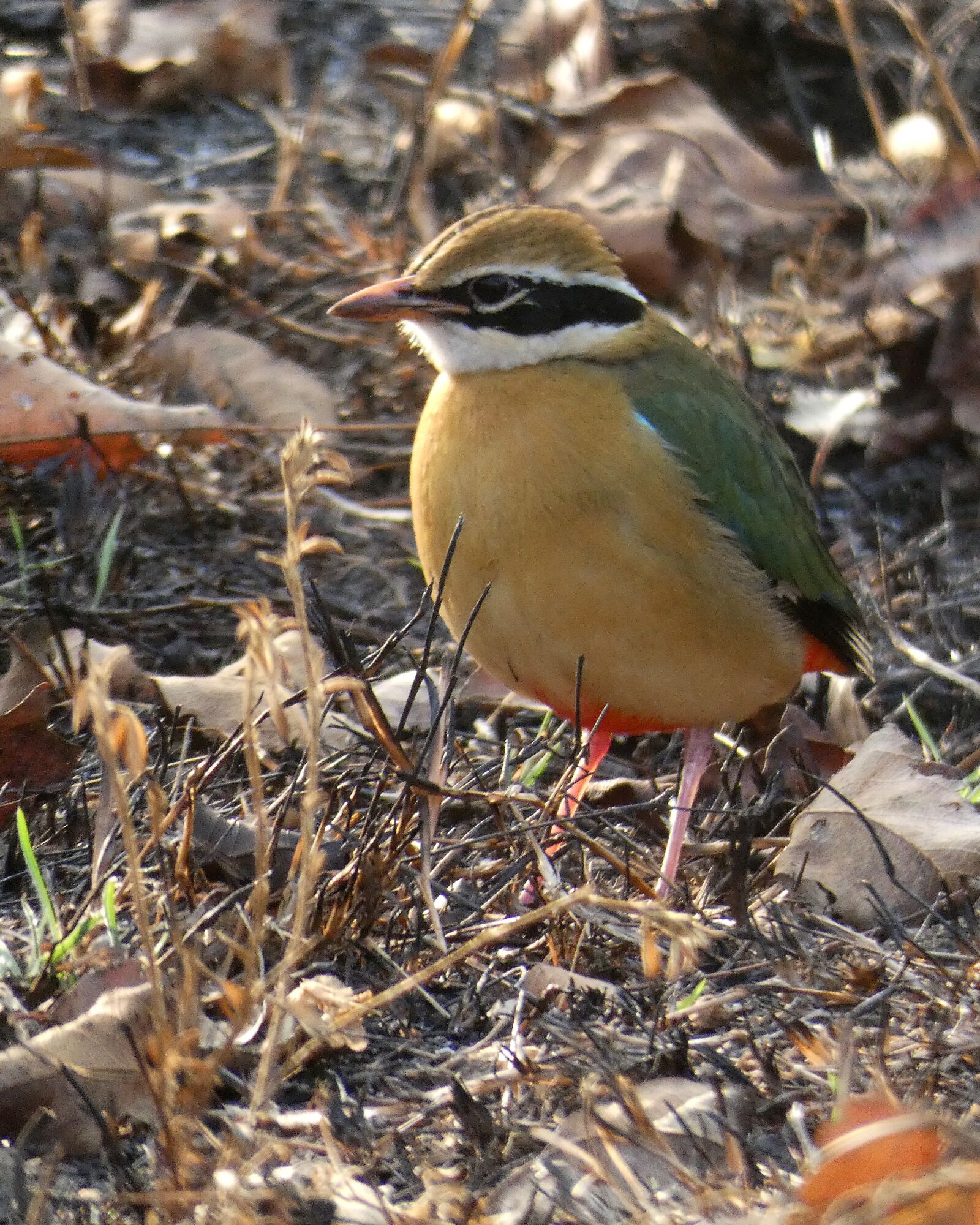Panasonic Lumix DC-FZ80 (Lumix DC-FZ82) sample photo. Indian pitta, pitta, bird photography