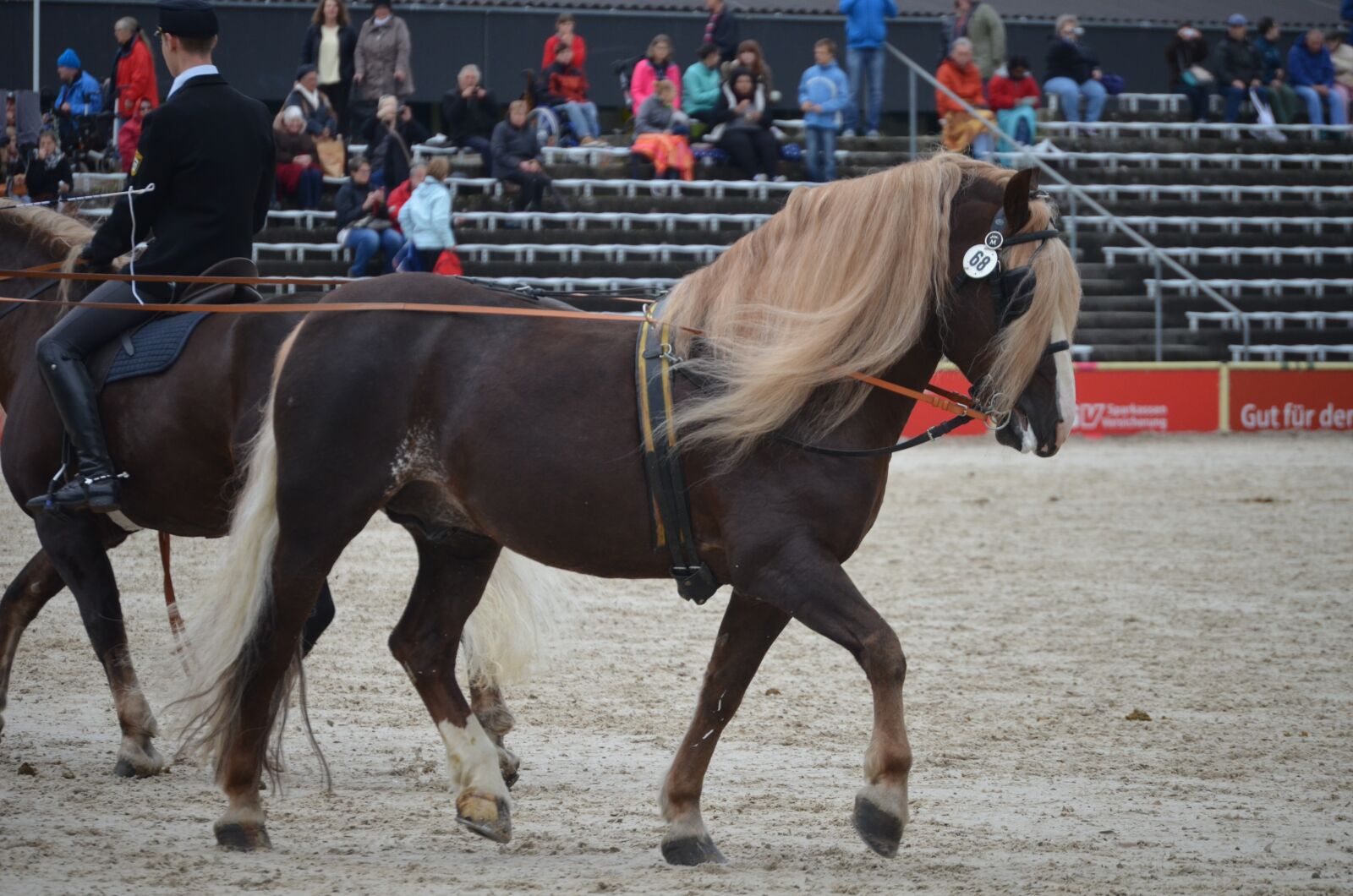 Nikon D5100 sample photo. Driving school, horse stallion photography