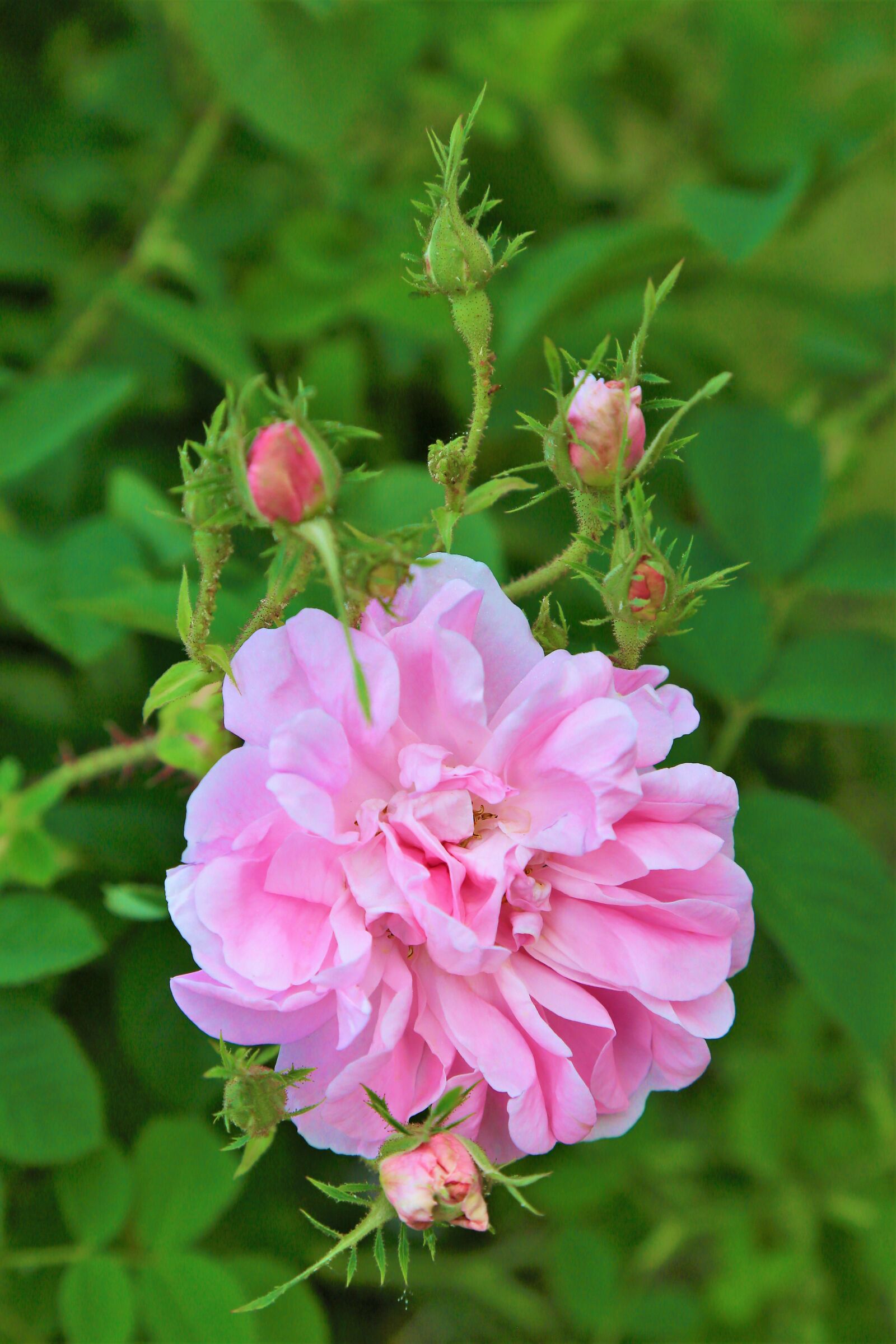 Canon EF 24-105mm F4L IS USM sample photo. Rose, spring, flower photography