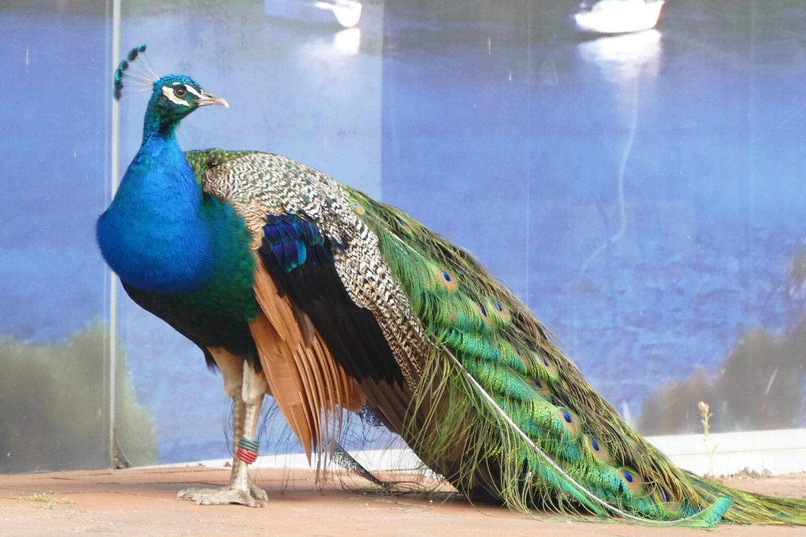 Panasonic Lumix DMC-FZ1000 sample photo. Peacock, bird, colorful photography