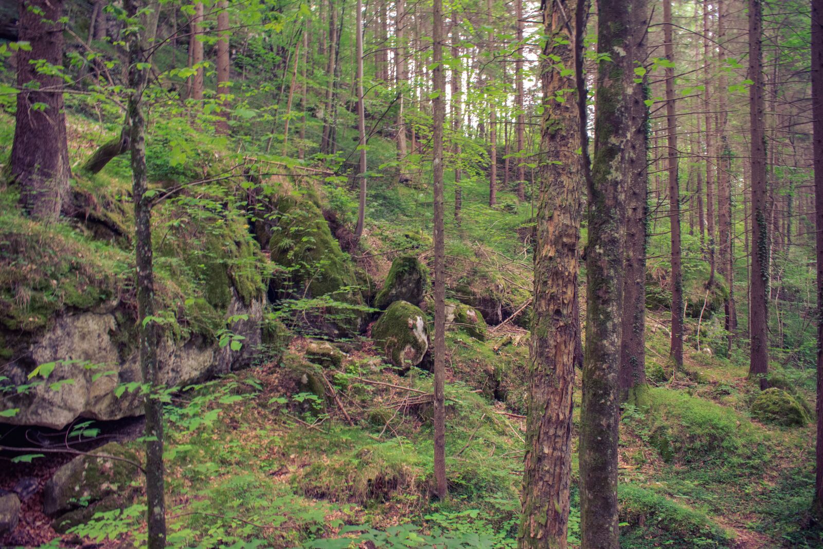 Nikon D3300 sample photo. Natural, forest, nature photography