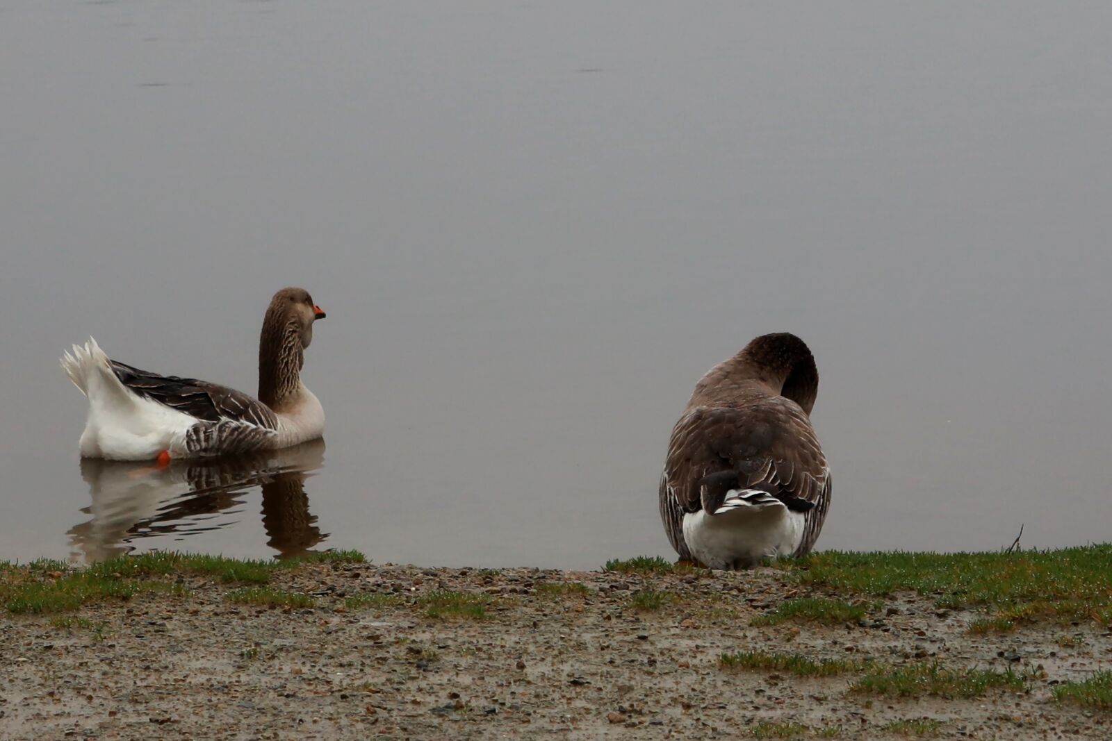 Canon PowerShot G1 X Mark III sample photo. Animals, goose, wild photography