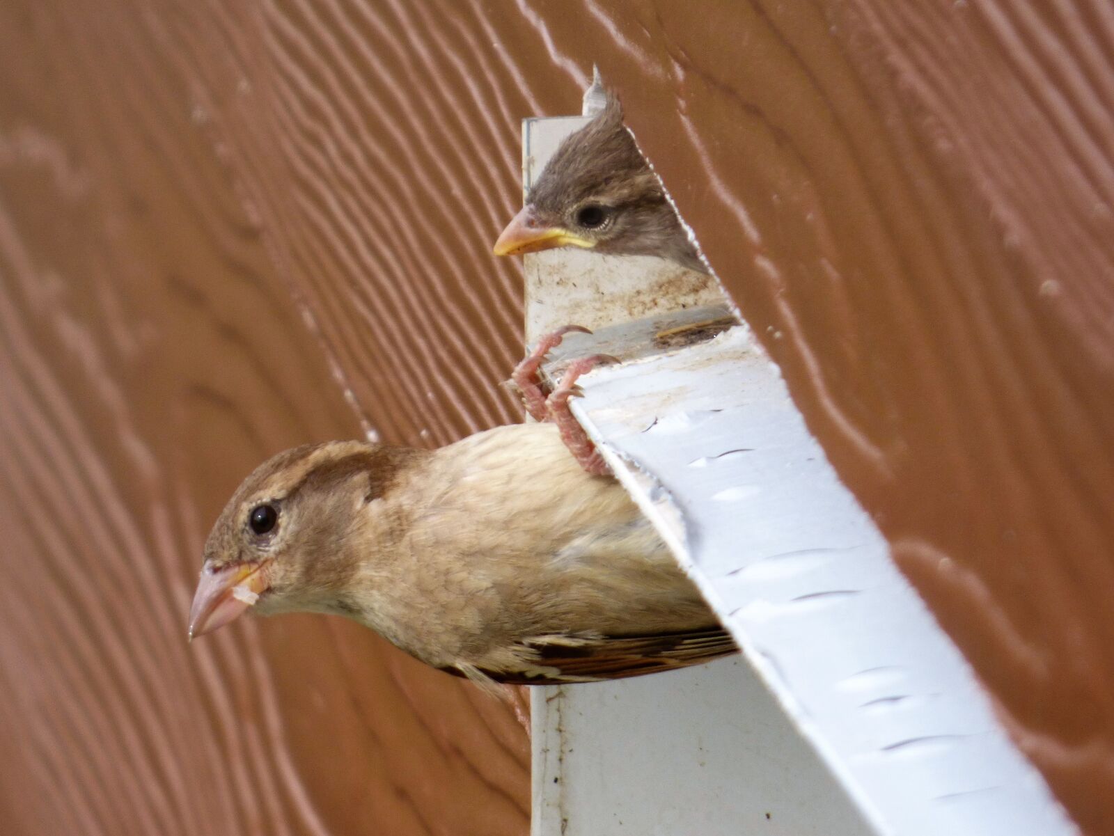 Panasonic DMC-FZ72 sample photo. Bird, house sparrow, nest photography