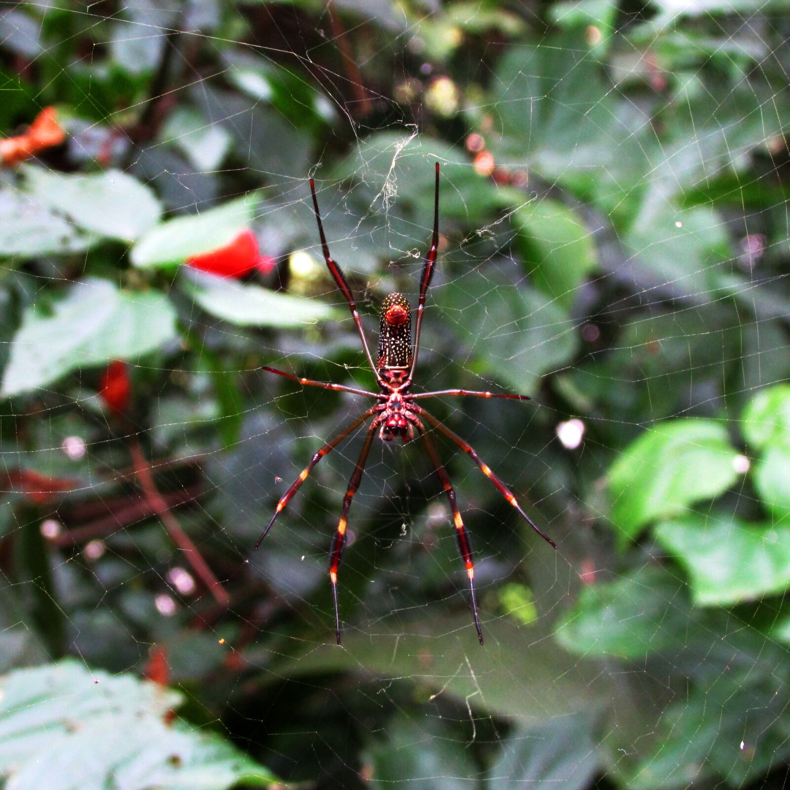 Canon PowerShot SX400 IS sample photo. Spider, web, insect photography