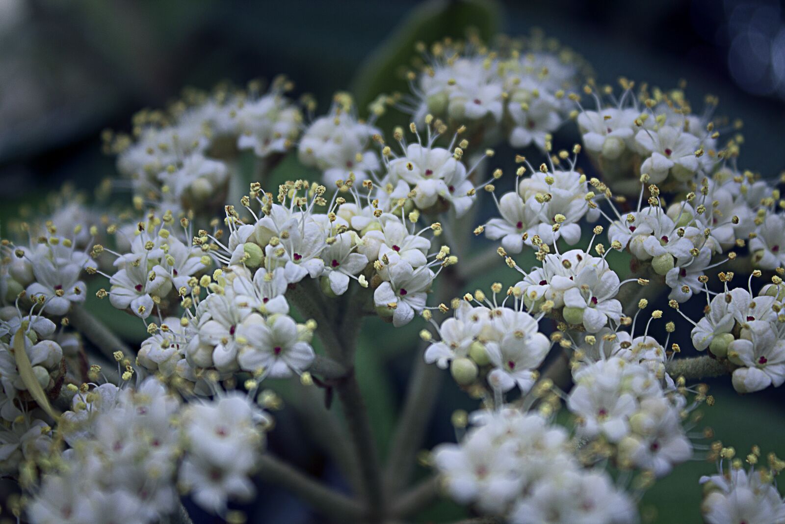 Canon EOS 1100D (EOS Rebel T3 / EOS Kiss X50) sample photo. Bush, blossom, bloom photography