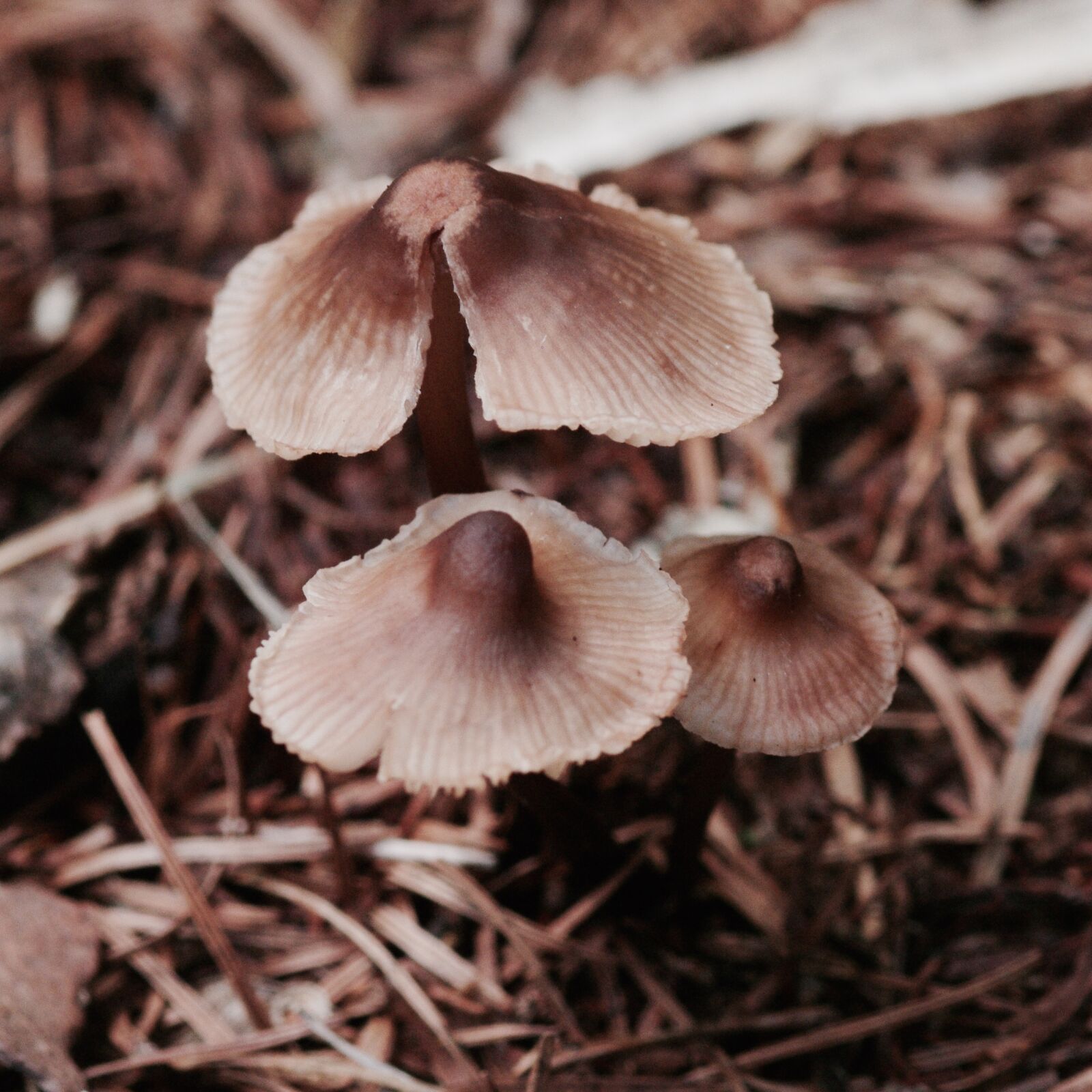 Pentax K-7 sample photo. Mushroom, autumn, vegetables photography