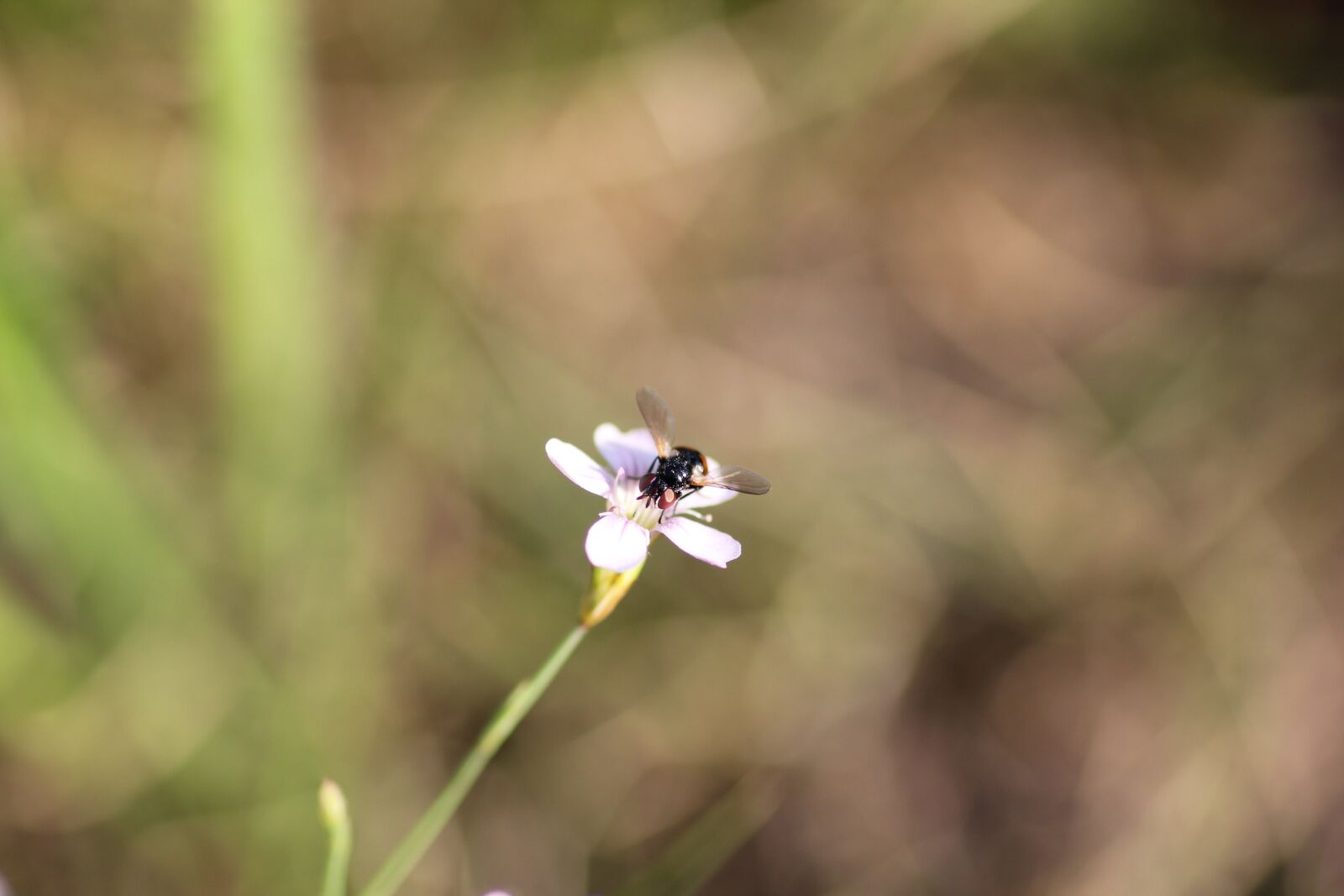 Canon EOS 550D (EOS Rebel T2i / EOS Kiss X4) sample photo. Insect on little white photography