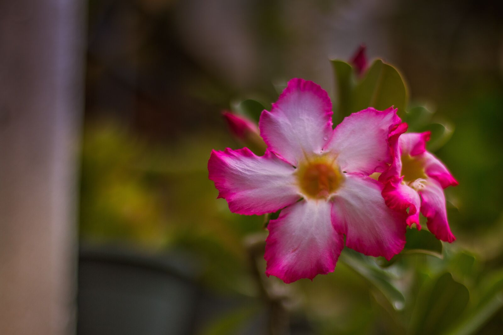 Canon EOS 700D (EOS Rebel T5i / EOS Kiss X7i) sample photo. Invited to visit, plant photography