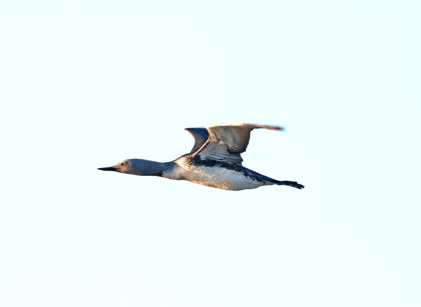 Canon EOS 750D (EOS Rebel T6i / EOS Kiss X8i) sample photo