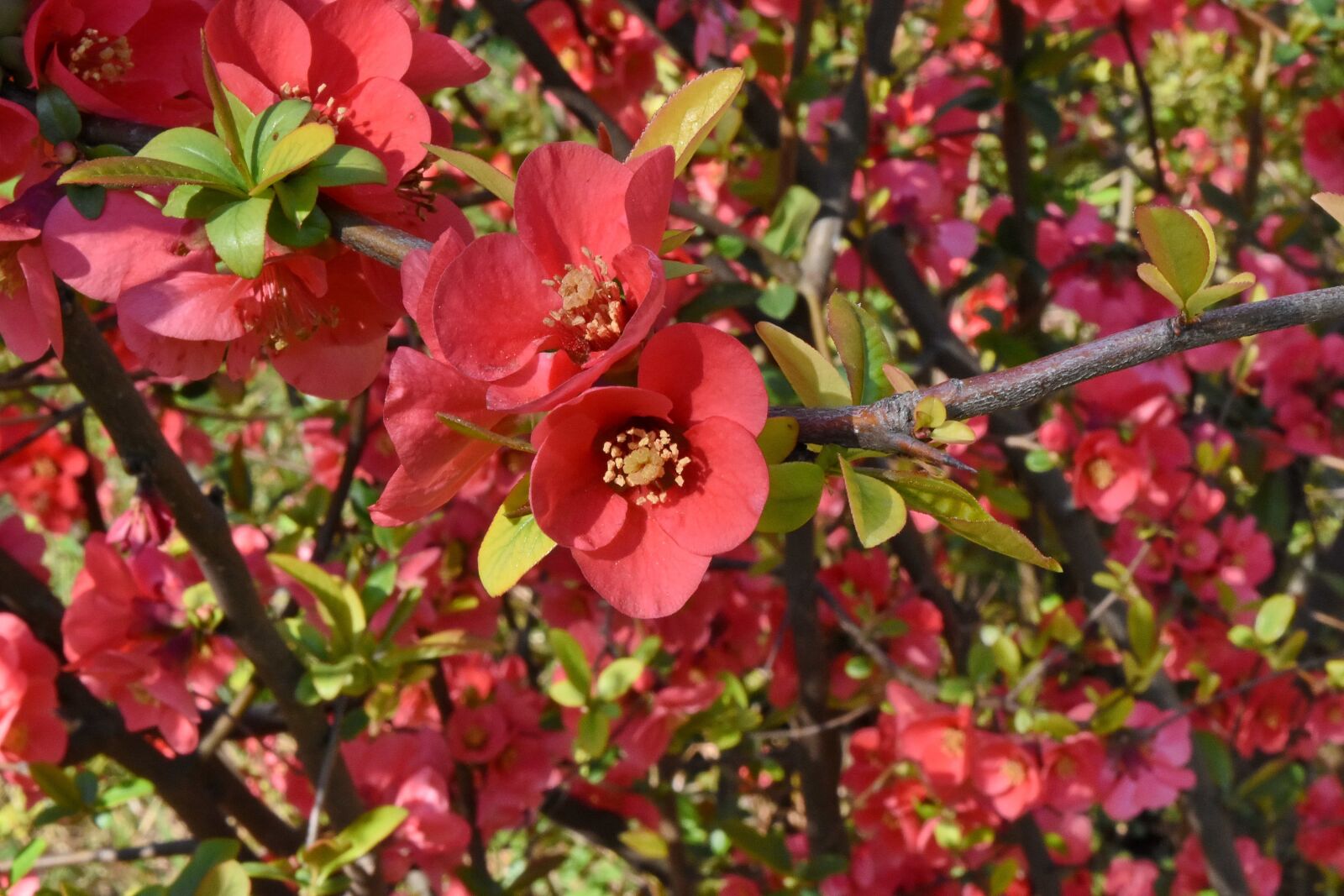Nikon D5500 sample photo. Flower, leaf, tree, nature photography