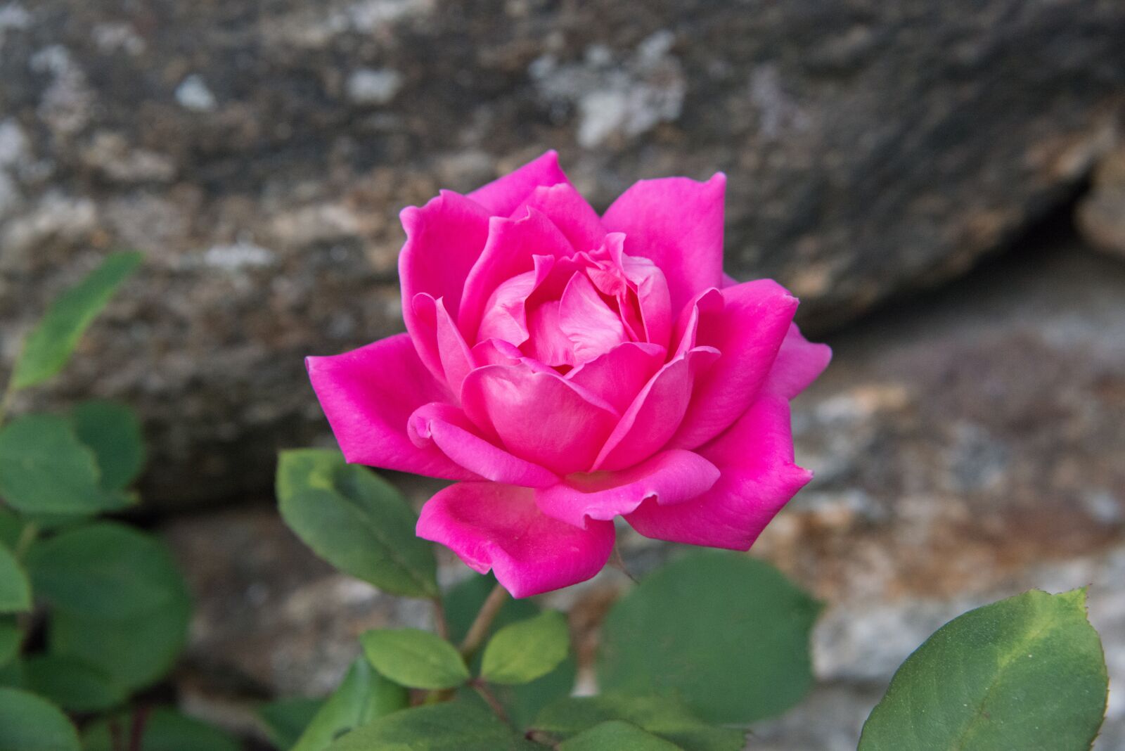 Nikon D800 sample photo. Rose, pink rose, flower photography