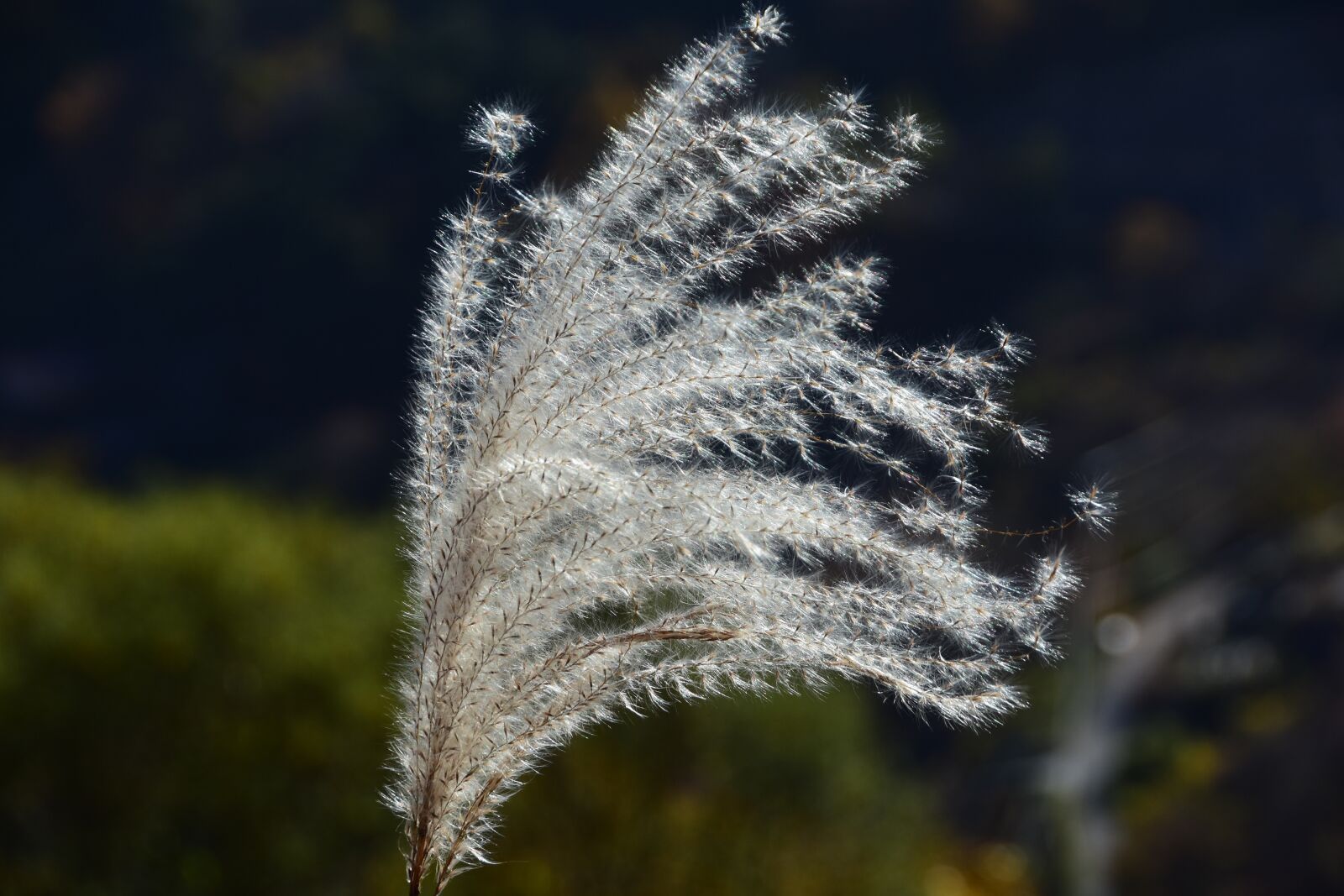 Nikon D7200 sample photo. Nature, wildlife, outdoors photography