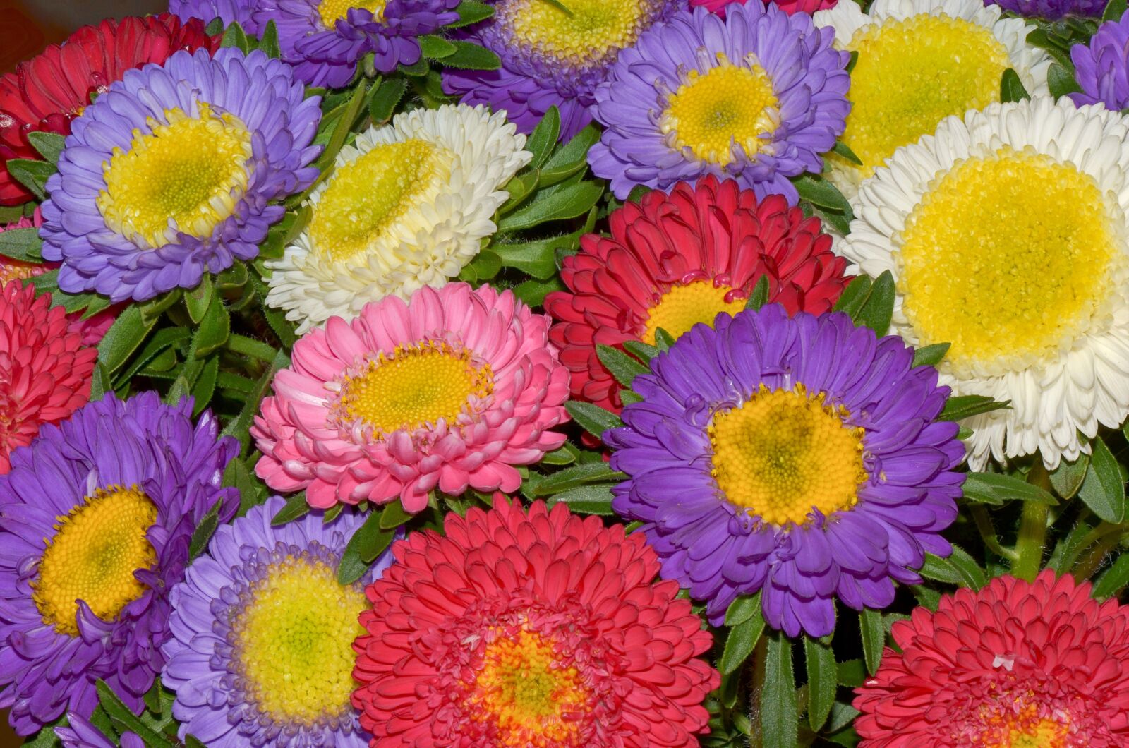 Nikon D7000 sample photo. Flowers, farbenpracht, colorful photography