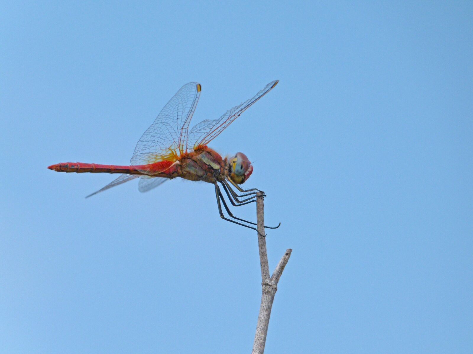 Leica V-Lux 2 sample photo. Dragonfly, red dragonfly, branch photography
