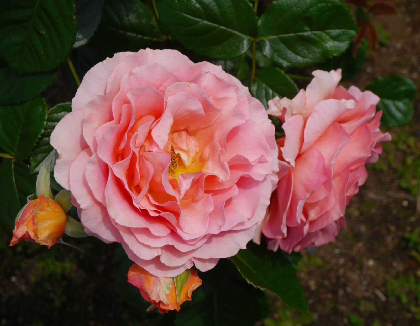 Panasonic Lumix DMC-GX1 sample photo. Verny park, rose, large photography