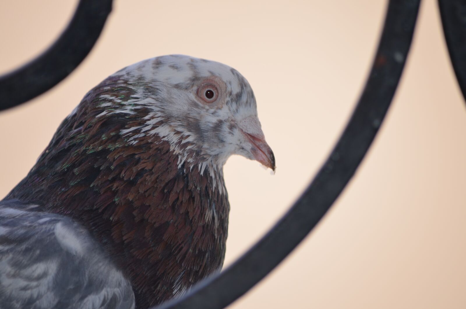 Nikon D5100 sample photo. Pigeon, bird, fly photography