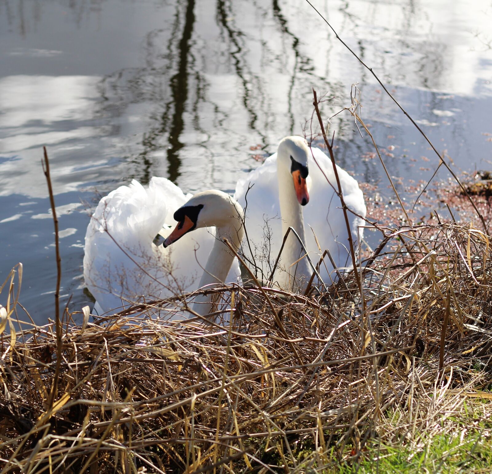 Canon EOS 1300D (EOS Rebel T6 / EOS Kiss X80) + Canon EF 50mm F1.8 STM sample photo. Swans, birds, canal photography