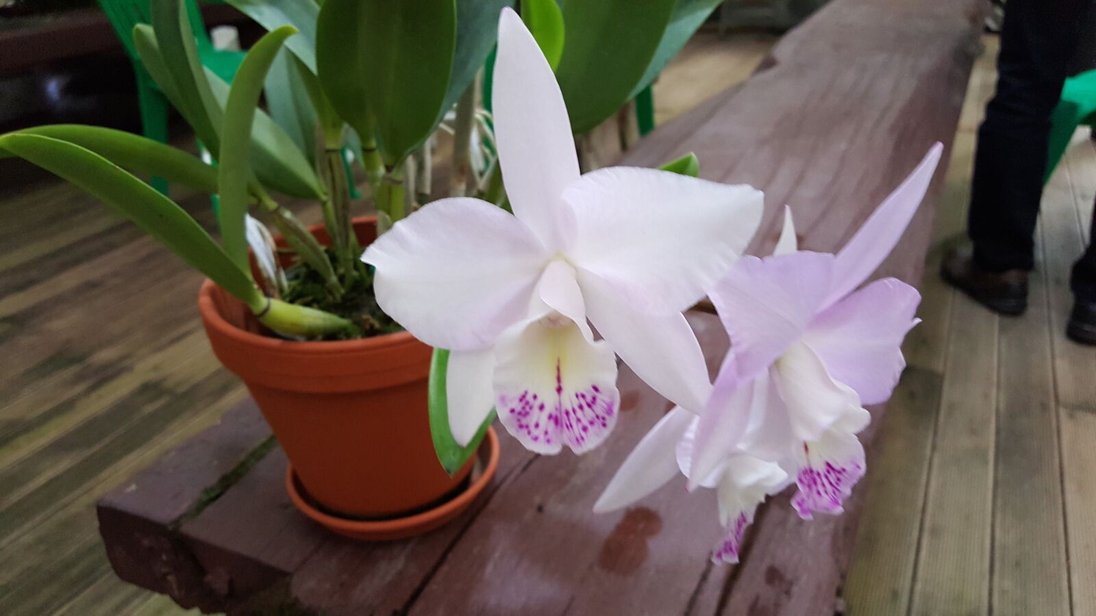 Samsung Galaxy Note5 sample photo. Flowers, potted plant, i photography