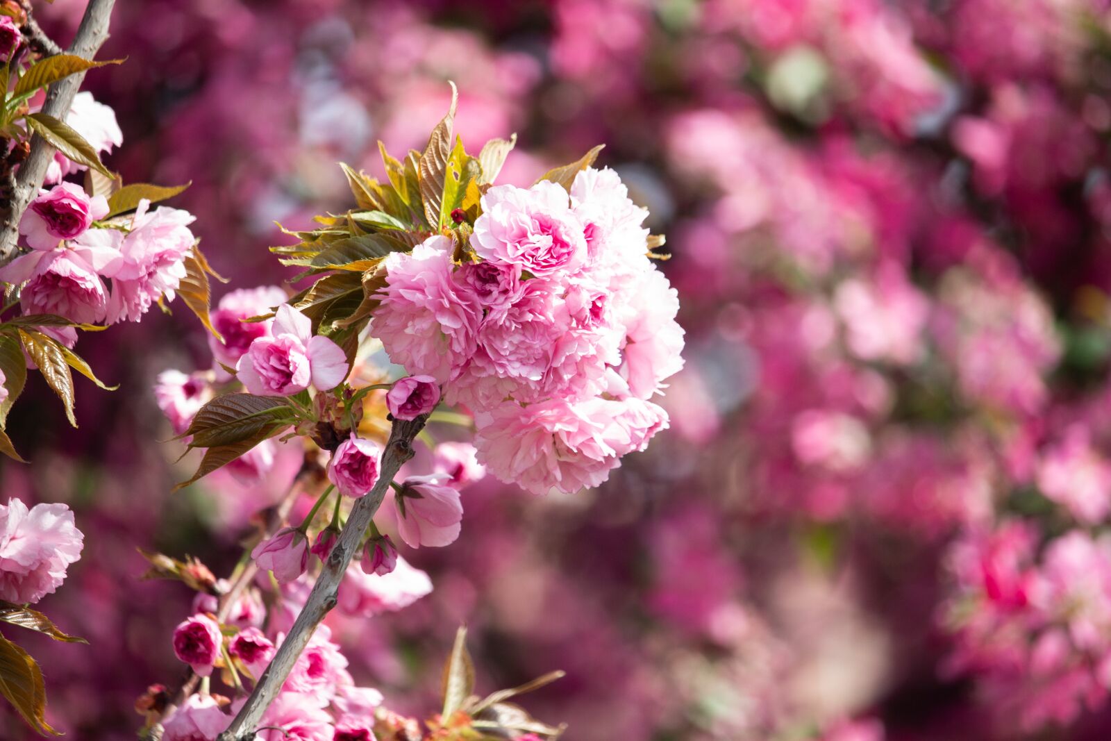 Canon EOS 100D (EOS Rebel SL1 / EOS Kiss X7) sample photo. Spring, flower, tree photography