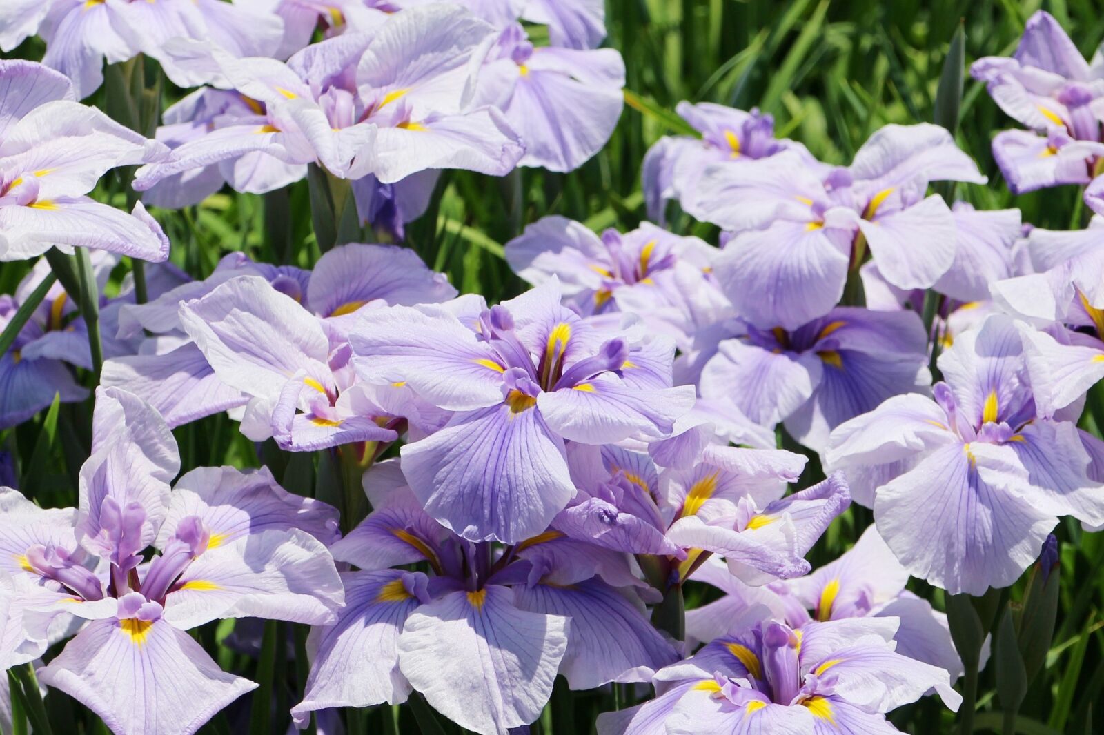 Canon EOS M2 sample photo. Iris, flowers, june photography