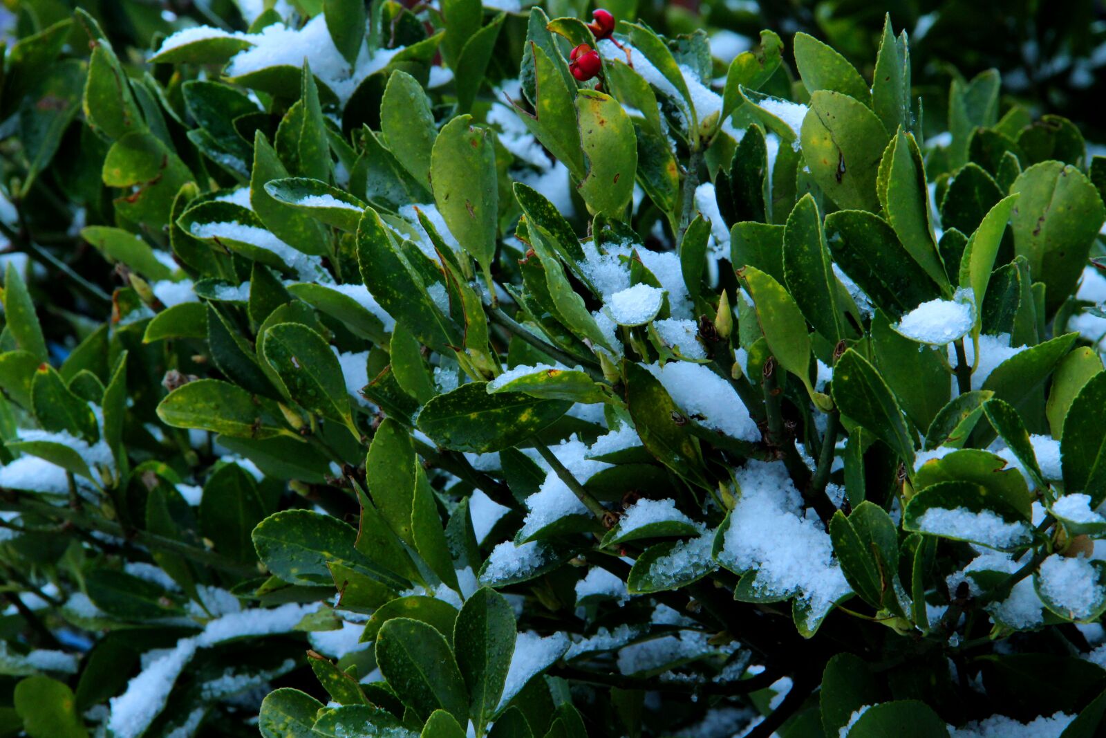 Canon EOS 600D (Rebel EOS T3i / EOS Kiss X5) sample photo. Evergreen tree, holiday photography