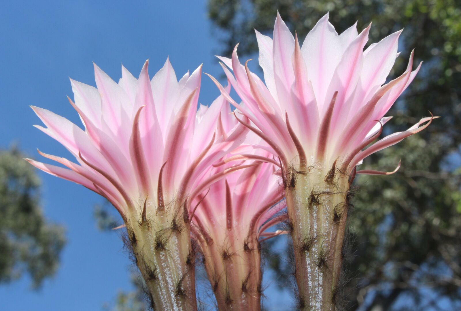 Canon EOS 700D (EOS Rebel T5i / EOS Kiss X7i) sample photo. Cactus flowers, flowering cactus photography