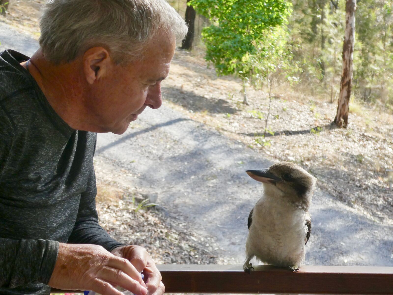 Panasonic Lumix DC-ZS70 (Lumix DC-TZ90) sample photo. Kookaburra, interaction, chat photography