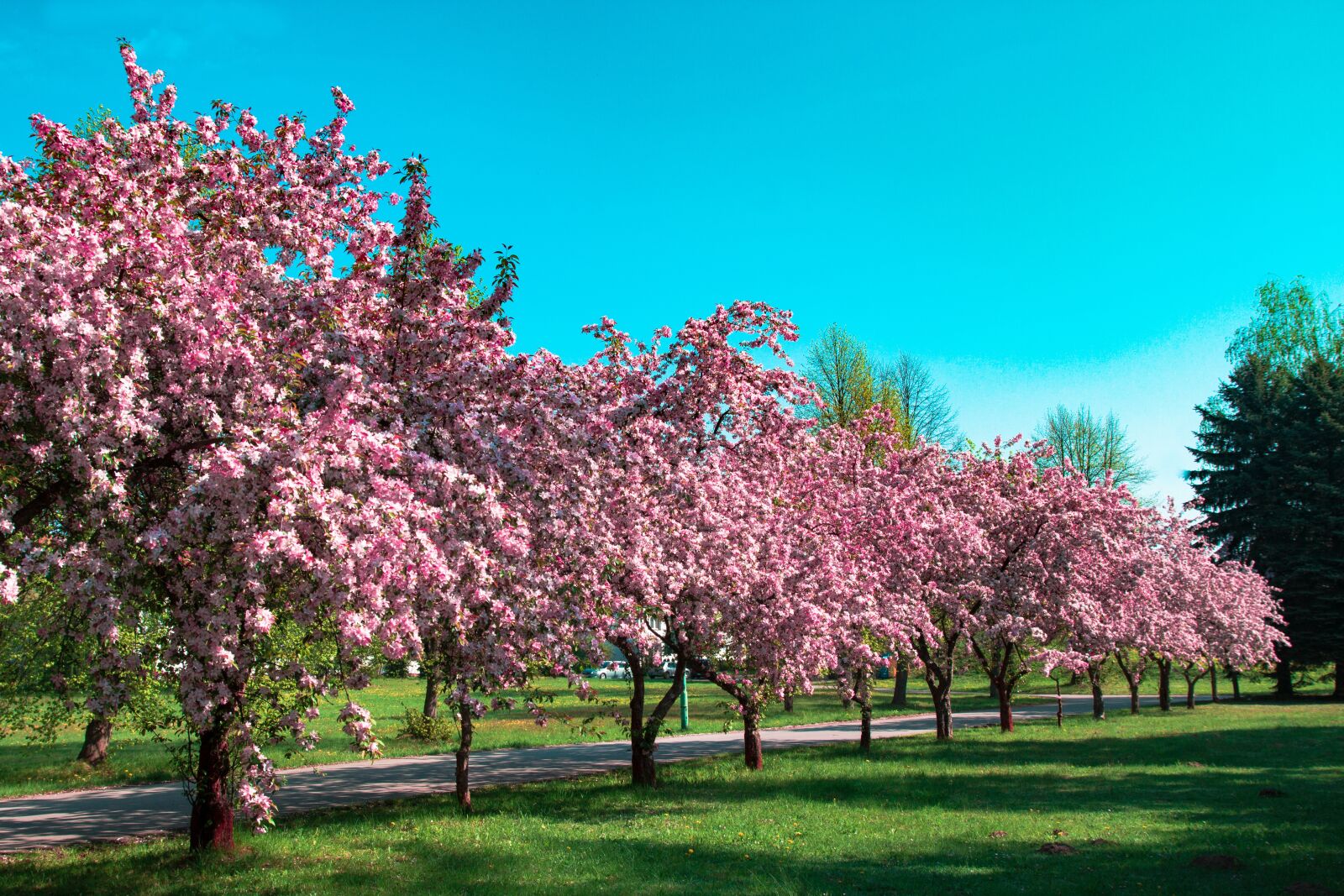 Canon EOS 700D (EOS Rebel T5i / EOS Kiss X7i) sample photo. Flowers, blooming, tree photography