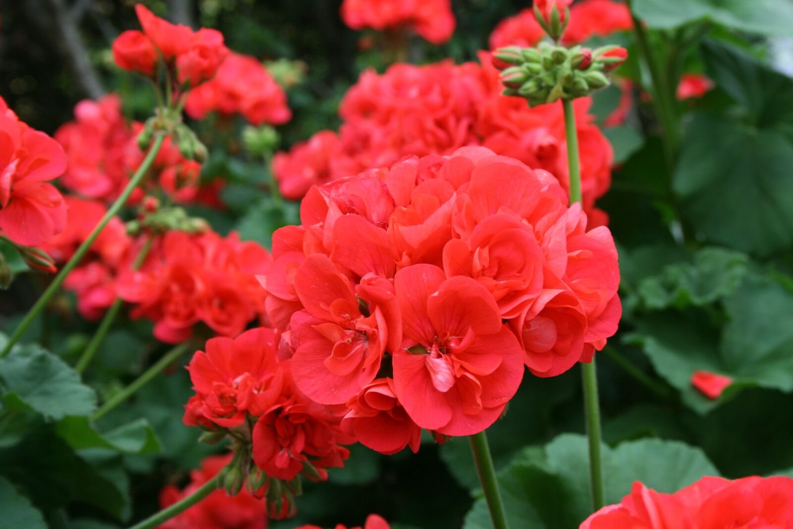 Canon EOS 400D (EOS Digital Rebel XTi / EOS Kiss Digital X) sample photo. Geraniums, red, flowers photography